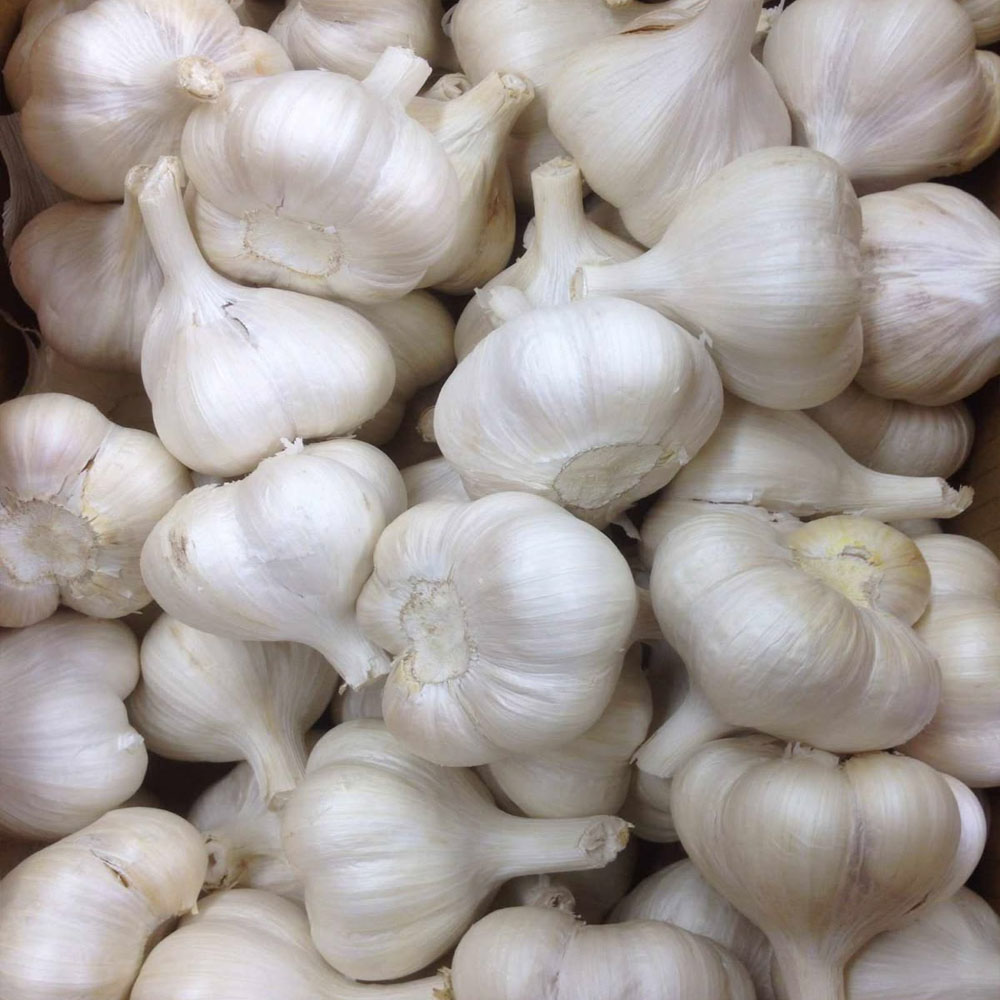 GARLIC