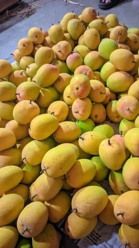 Alphonso Mango - Additional View