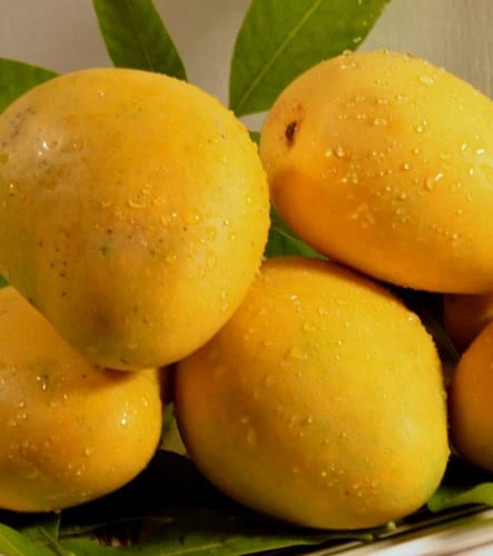 Banganapalli Mango - Additional View